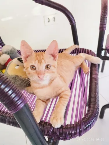 Gato Macho Adoção Responsável sem Acesso à Rua