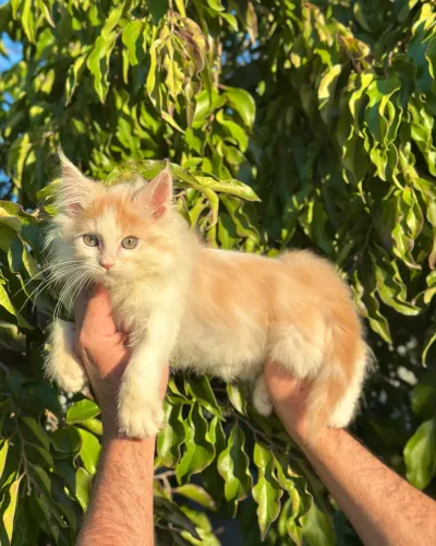 MAINE COON MACHO