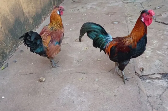 Vendo dois galo Galizé