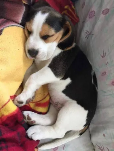 Filhotes de Beagle | Filhotes com doçura infinita.