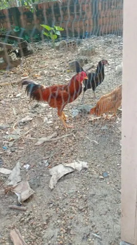 Vendo galinhas caipiras saudáveis.