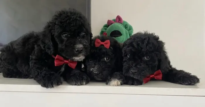Poodle toy