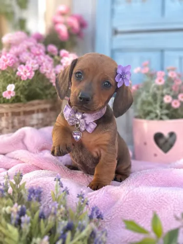 Linda filhote de basset femea 