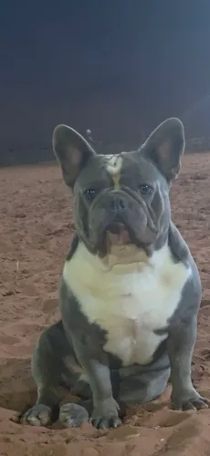 Bulldog frances