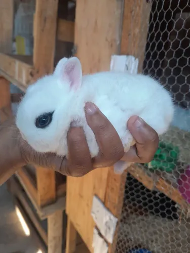 Coelho netherland dwarf 