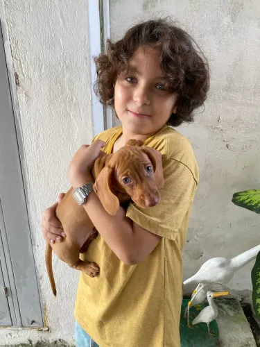 Cachorro salsichinha daschshund