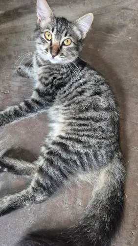 Gatos para adoção 