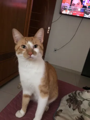 Doação responsável Gato laranja