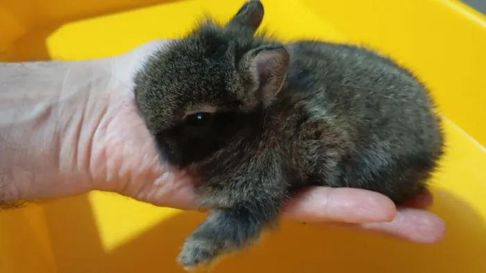 Coelho Mini Nether