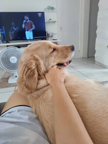 Doação / Golden fêmea 