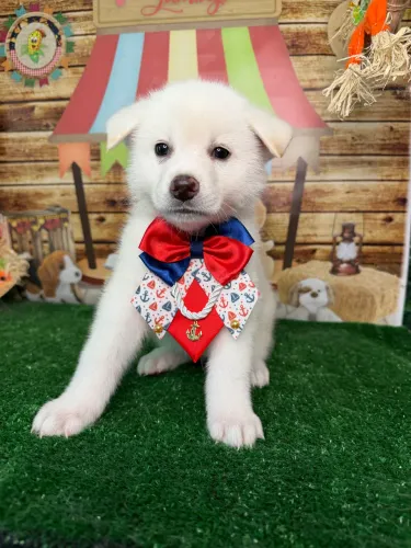 Akita Inu macho com pedigree