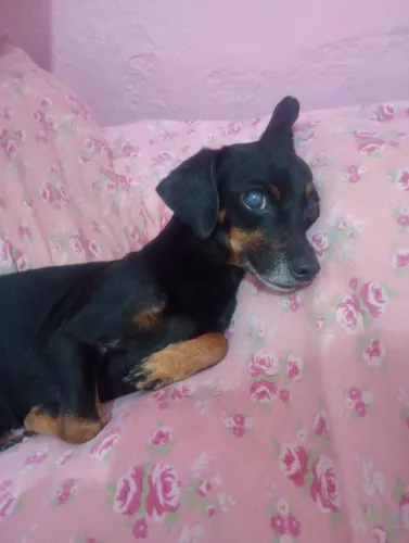Doando cachorra Pincher n2