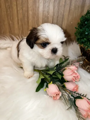 Filhote fêmea shihtzu