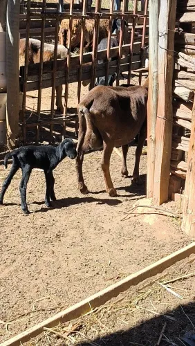 Ovelhas à venda