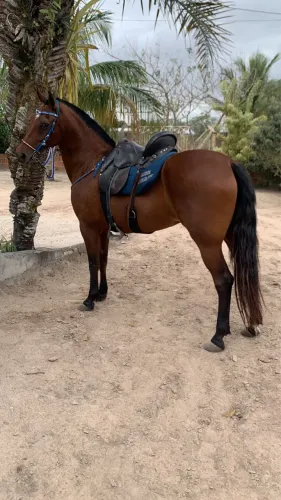 Vendo égua mangalarga de picado