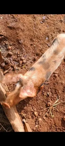 vendo casal de porcos caipira