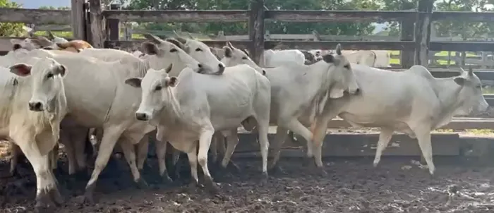 VACAS NELORES PARIDAS TOURO PO