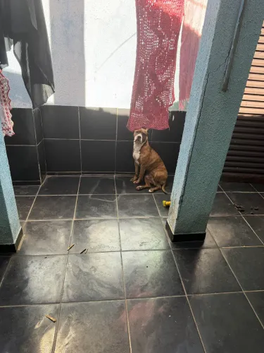 Cachorro para doação América Starf terrier 