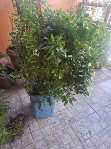 Mangericao