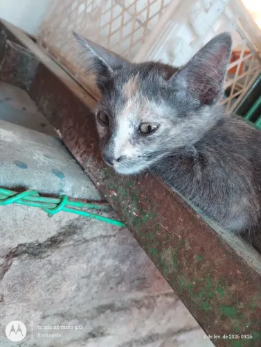 Gatinha abandonada procura um lar