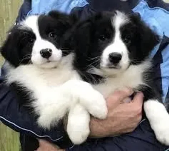 Neném Border Collie de pelagem densa e ótima genética selecionada
