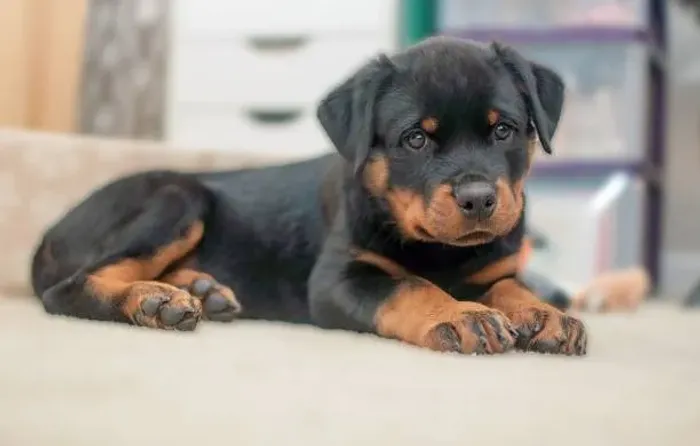 Rottweiler Filhote Para Compartilhar Grandes Momentos