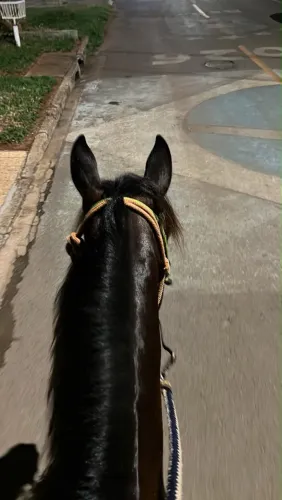 Vendo cavalo