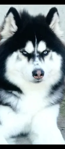 Husk siberiano fêmea