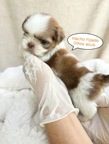 Filhotes de Shih-tzu Macho cor (Fígado, Chocolate e Tricolor)