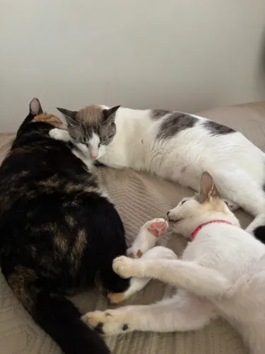 Hospedagem pet familiar 