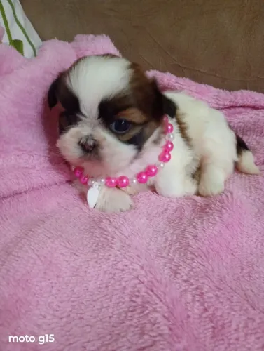 shih tzu femea, com pedigree, em 10x no cartao, entregamos
