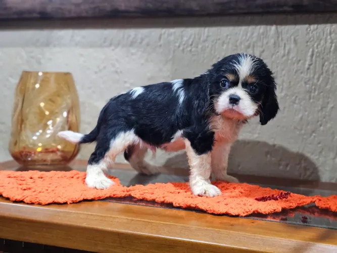 CAVALIER KING CHARLES