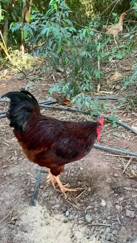 Galos