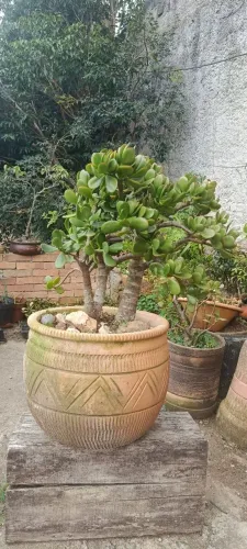 Vendo Planta Crassúla ( árvore da fortuna ) também conhecida como flor de jade tenho 2 