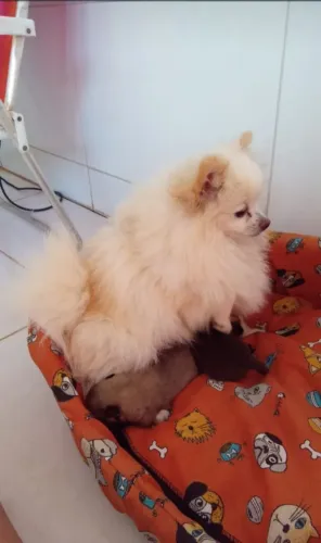 Filhotes de lulu da pomerania pra reserva.$2.600.zap *30