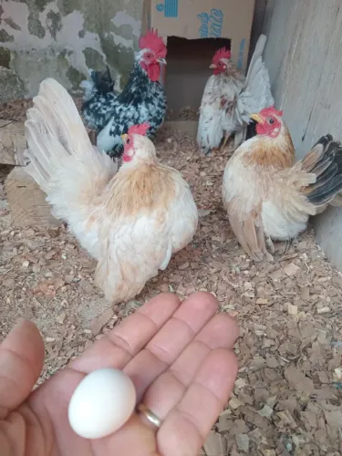 Galinha serama