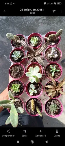 Cactos e suculentas