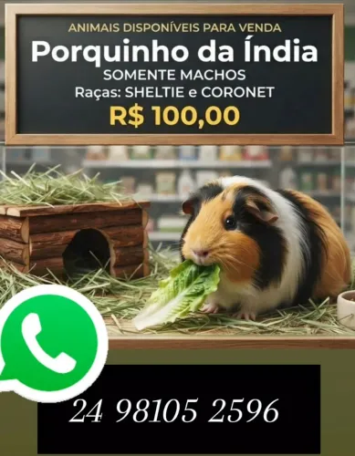 Porquinhos da india