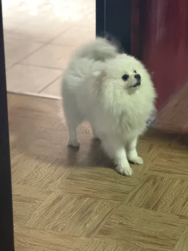 Spitz alemão 