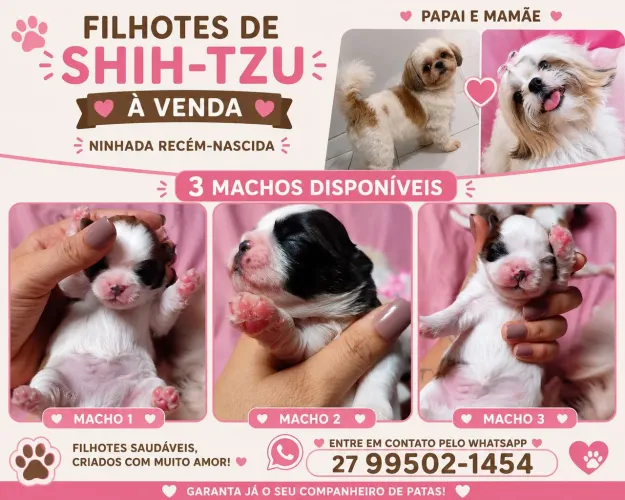 Vendo filhote