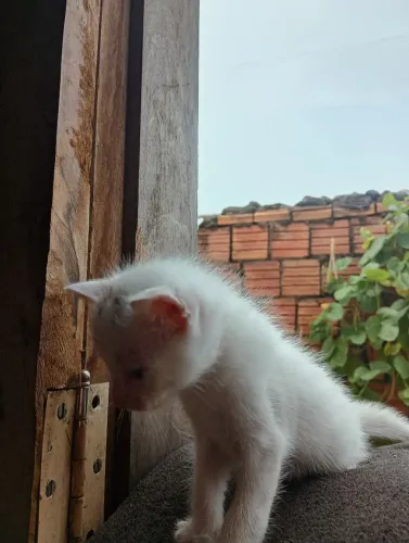 Gata fêmea angorá turco 