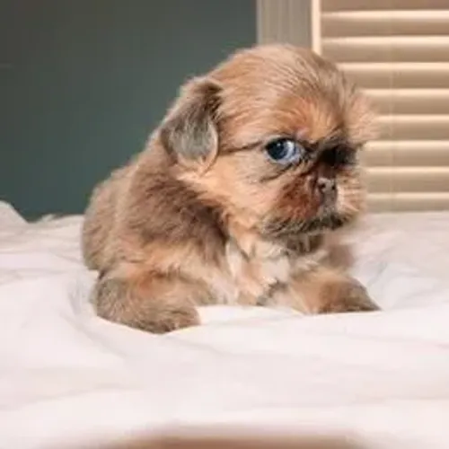 Lhasa Apso,Lhasa Apso Filhote Disponível Alta Qualidade