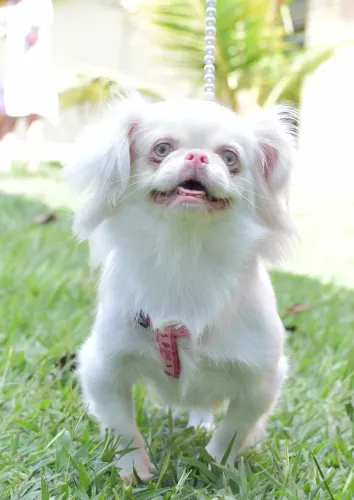 Pequenês Albino