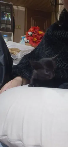 Doação de filhotes de gatos ?