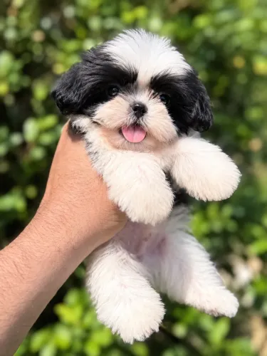 Shih Tzu macho 
