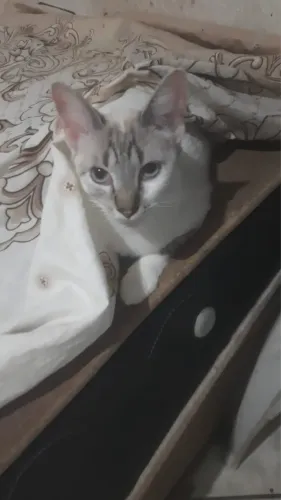 Gata sialata linda 
