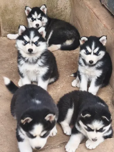 Husky siberiano 10x sem juros