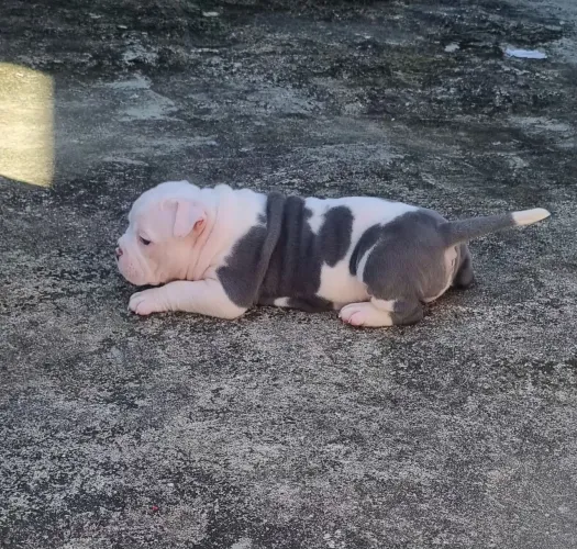 American Bully Fêmea