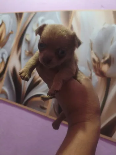 Vende se esse lindo filhote de pinscher macho