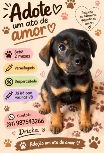 ADOÇÃO RESPONSÁVEL